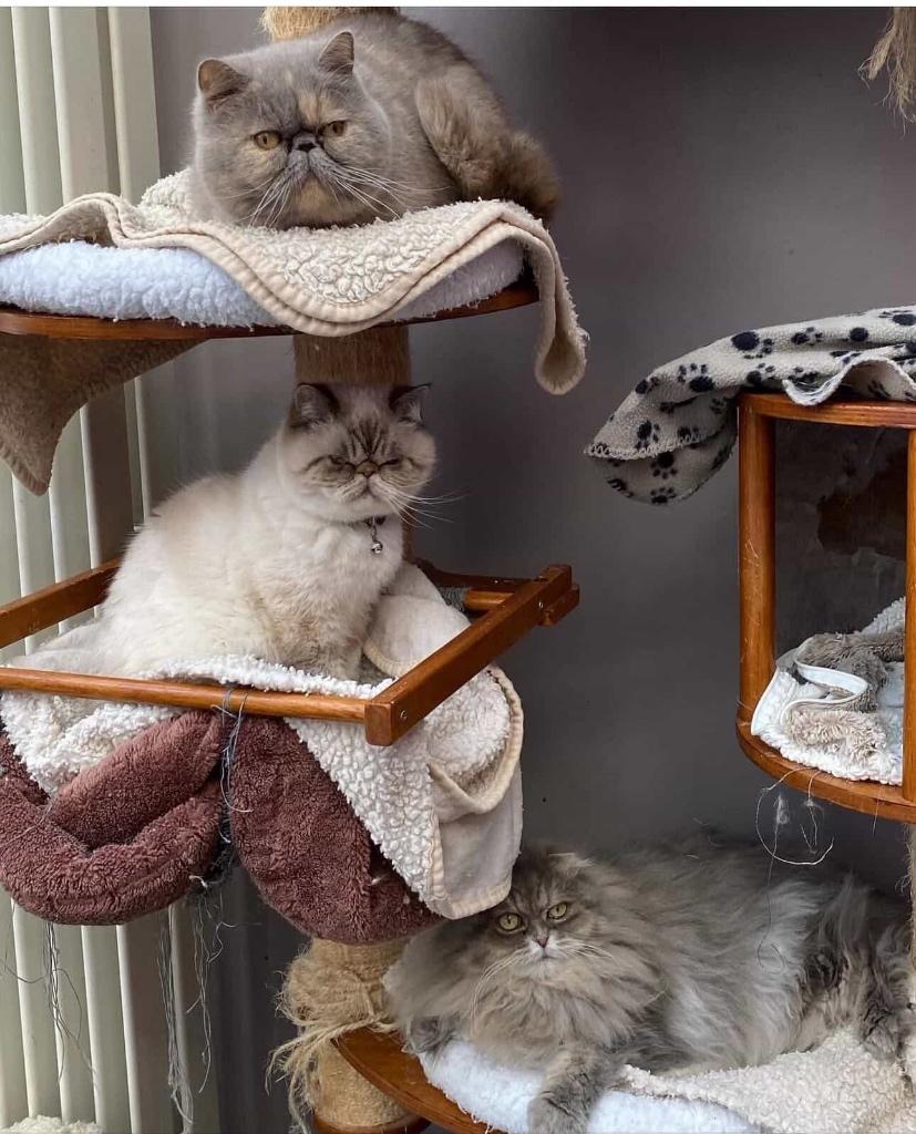 Exotic korthaar, Poes, Met stamboom, 0 tot 2 jaar