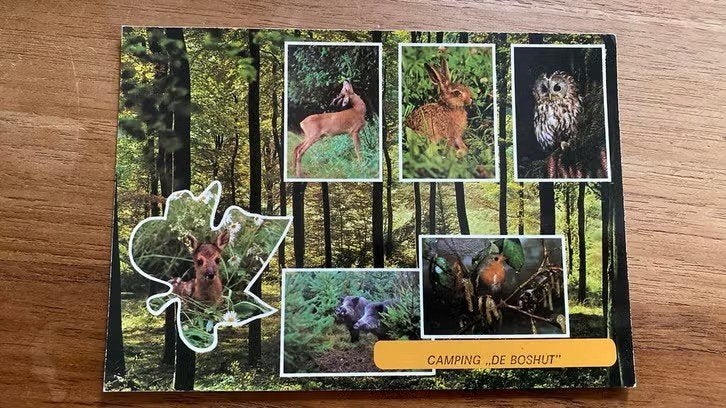 Ansichtkaart : camping de boshut (natuur: uil, ree, zwijn), Ophalen of Verzenden, 1960 tot 1980, Gelderland