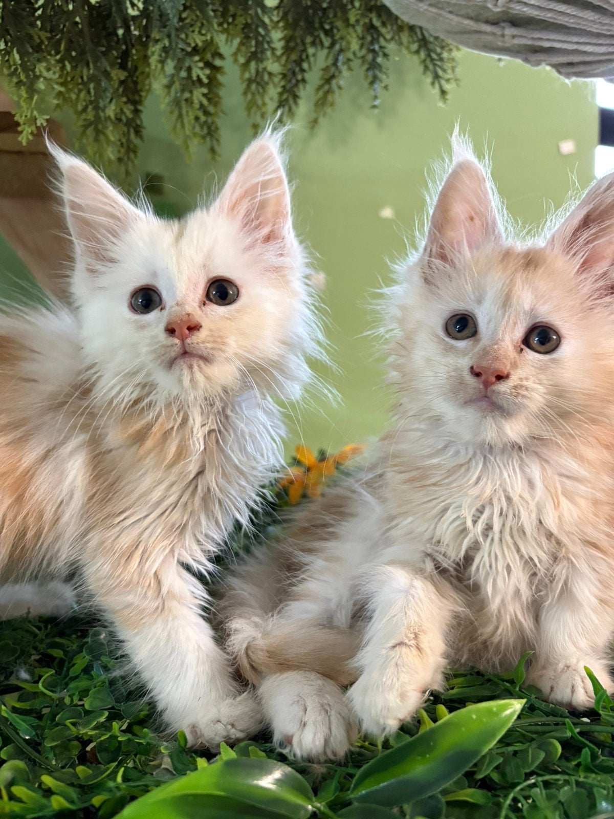 Maincoon poesjes met stamboom😊, Poes, Gechipt
