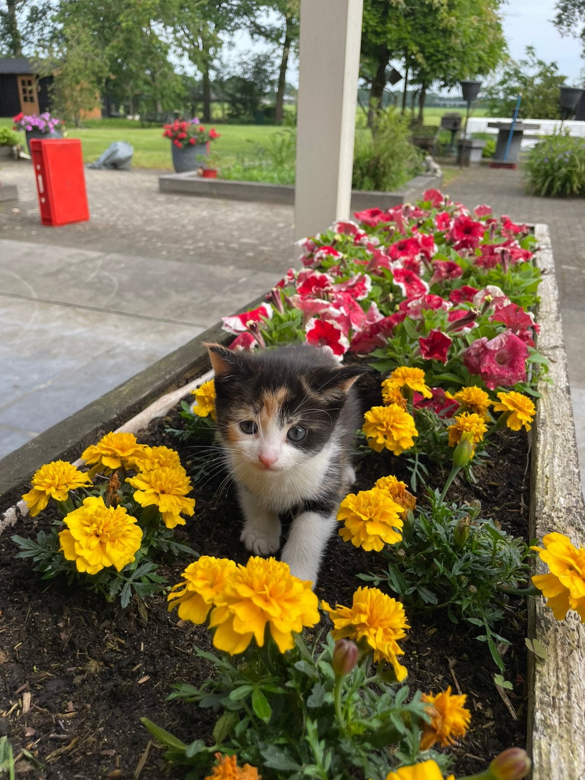 Boerderij kitten, Poes