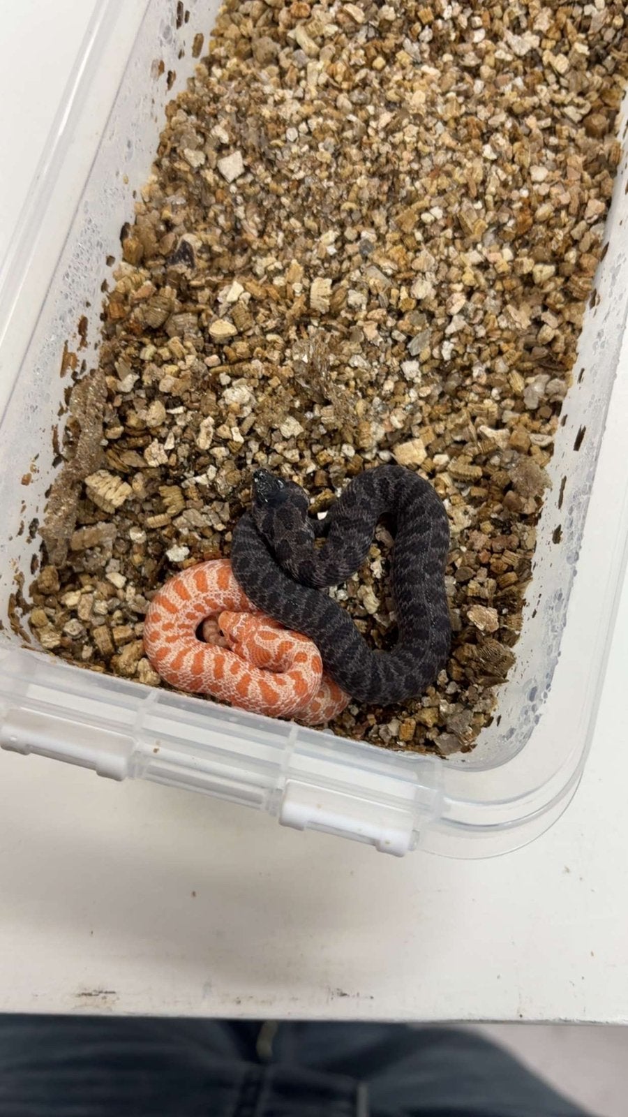Haakneusen/ heterodon nasicus, Slang, 0 tot 2 jaar