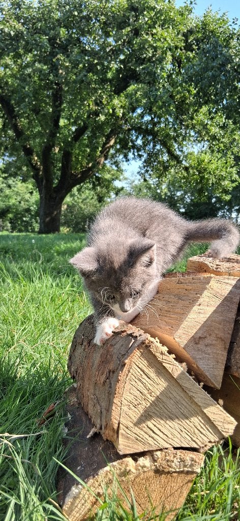 Mooie grijs/blauwe kittens zoeken een goudenmandje!, Meerdere dieren, Kortharig, 0 tot 2 jaar