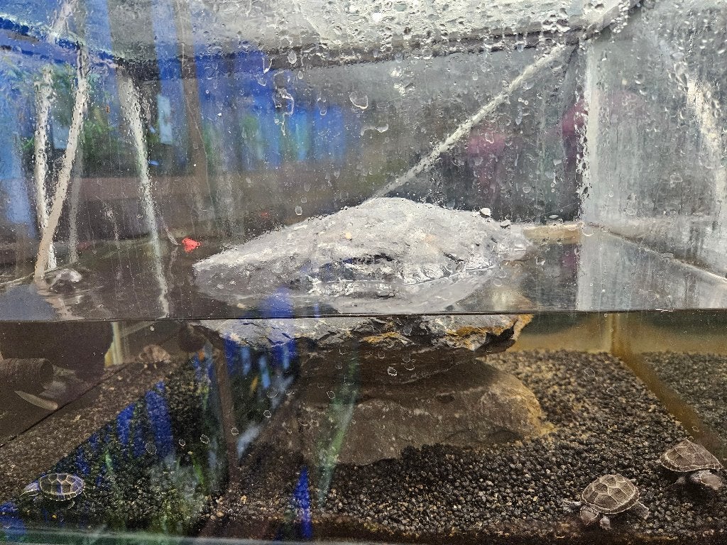 Sternotherus odoratus Muskusschildpad, Schildpad, 0 tot 2 jaar