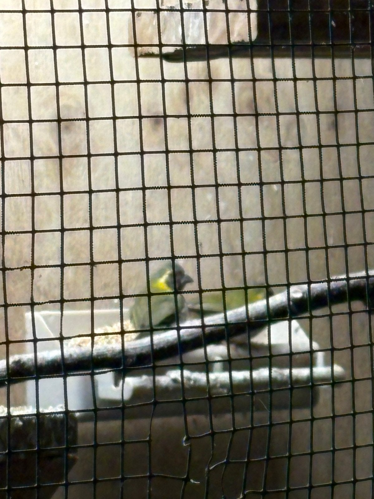 3 cubavink vrouwtjes, Dieren en Toebehoren, Vrouwelijk, Tropenvogel