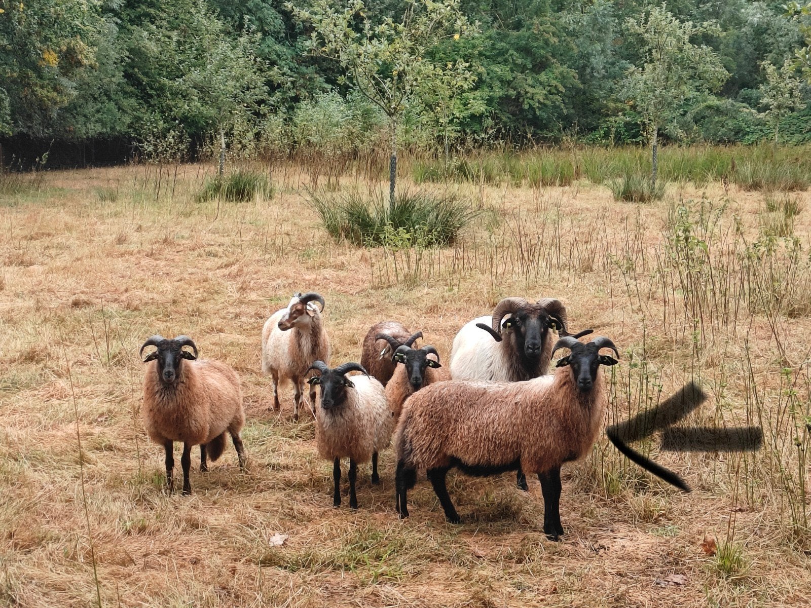 Ram lam Drents heideschaap kassenbreuker uit 2026, Dieren en Toebehoren, Mannelijk, Schaap