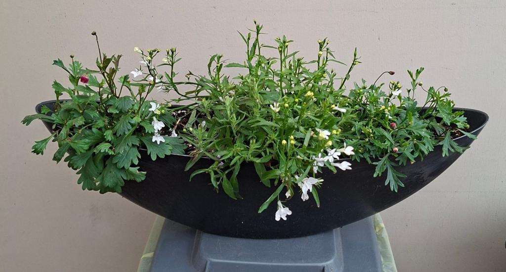 Schaal met zomerbloemen, Tuin en Terras, Ophalen of Verzenden, Overige soorten, Volle zon