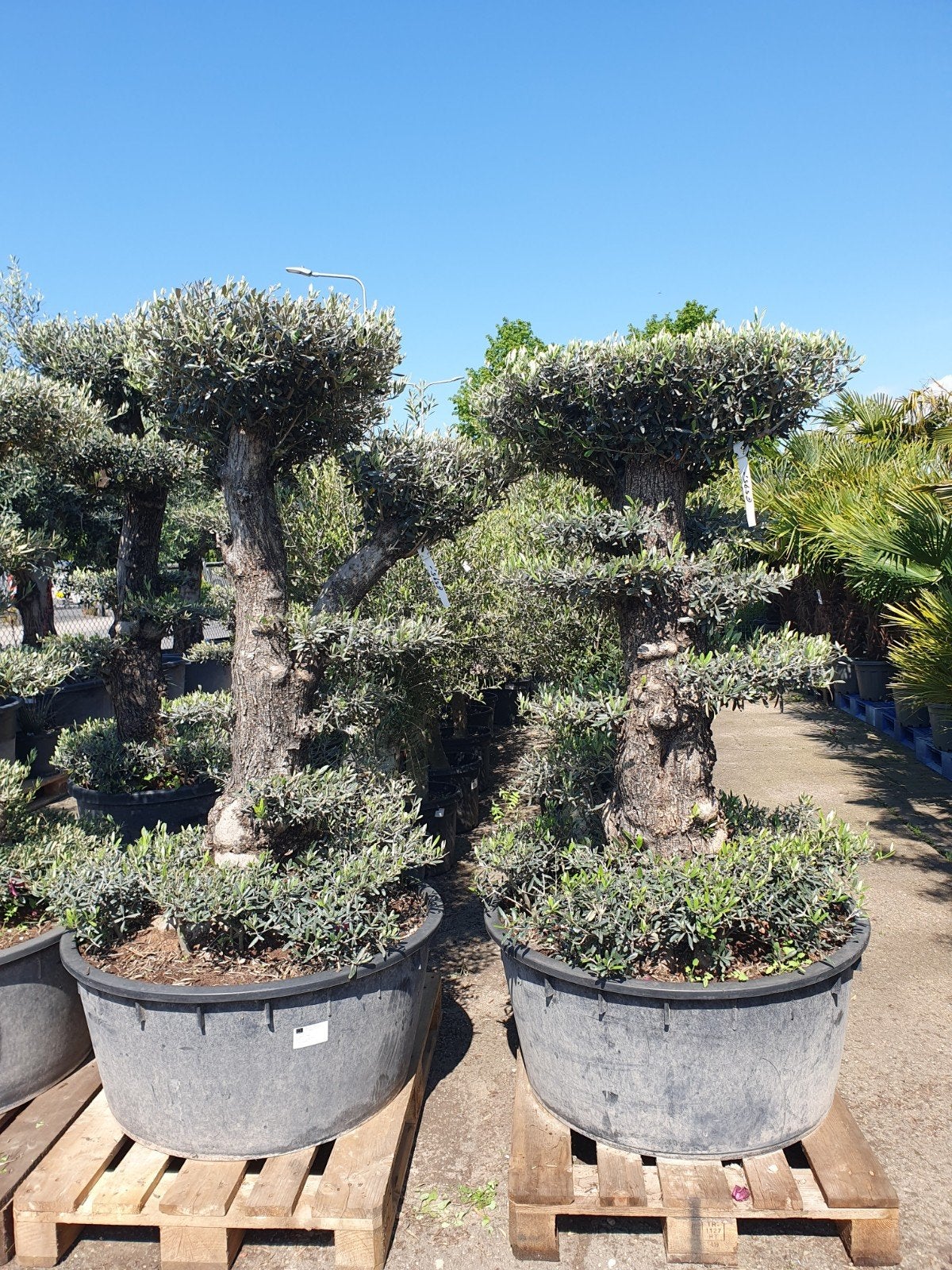 Aanbieding Pon Pon Olijfbomen, Lente, 100 tot 250 cm, Olijfboom, Ophalen