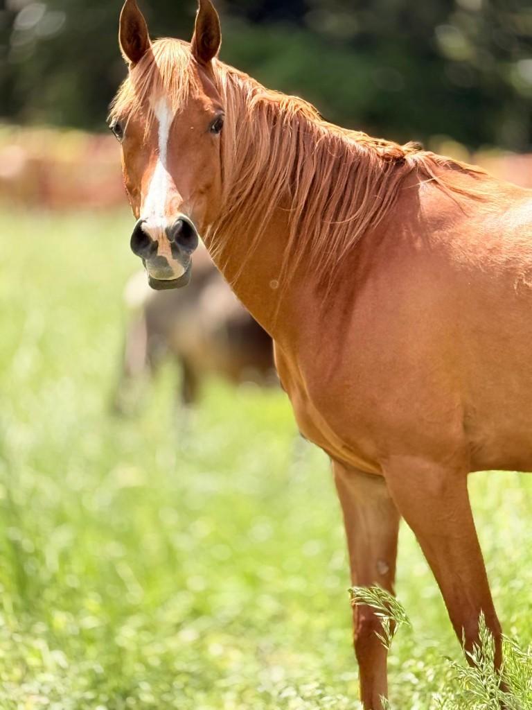 Te koop E pony, Dieren en Toebehoren, Pony's, Merrie, Onbeleerd, E pony (1.48m - 1.57m), 3 tot 6 jaar, Met stamboom, Gechipt, Ontwormd