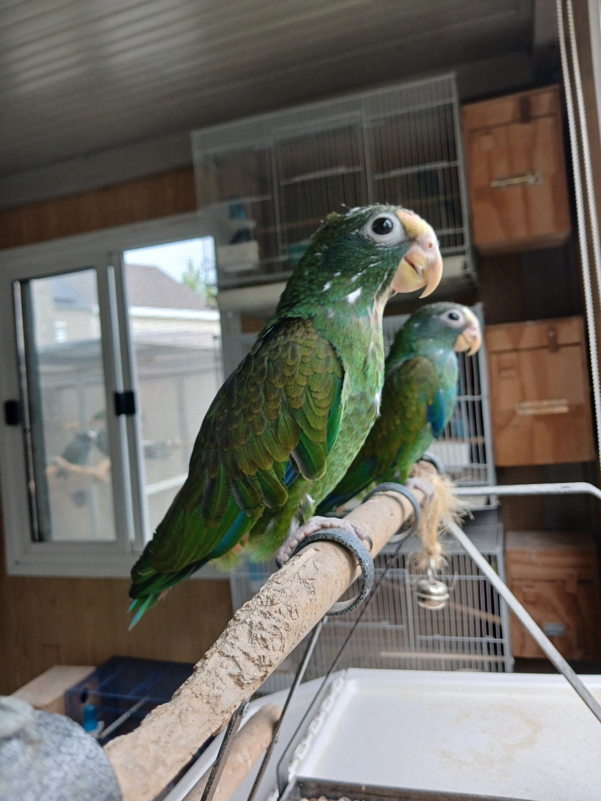 pionus senilis tam, Dieren en Toebehoren, Mannelijk, Papegaai, Geringd