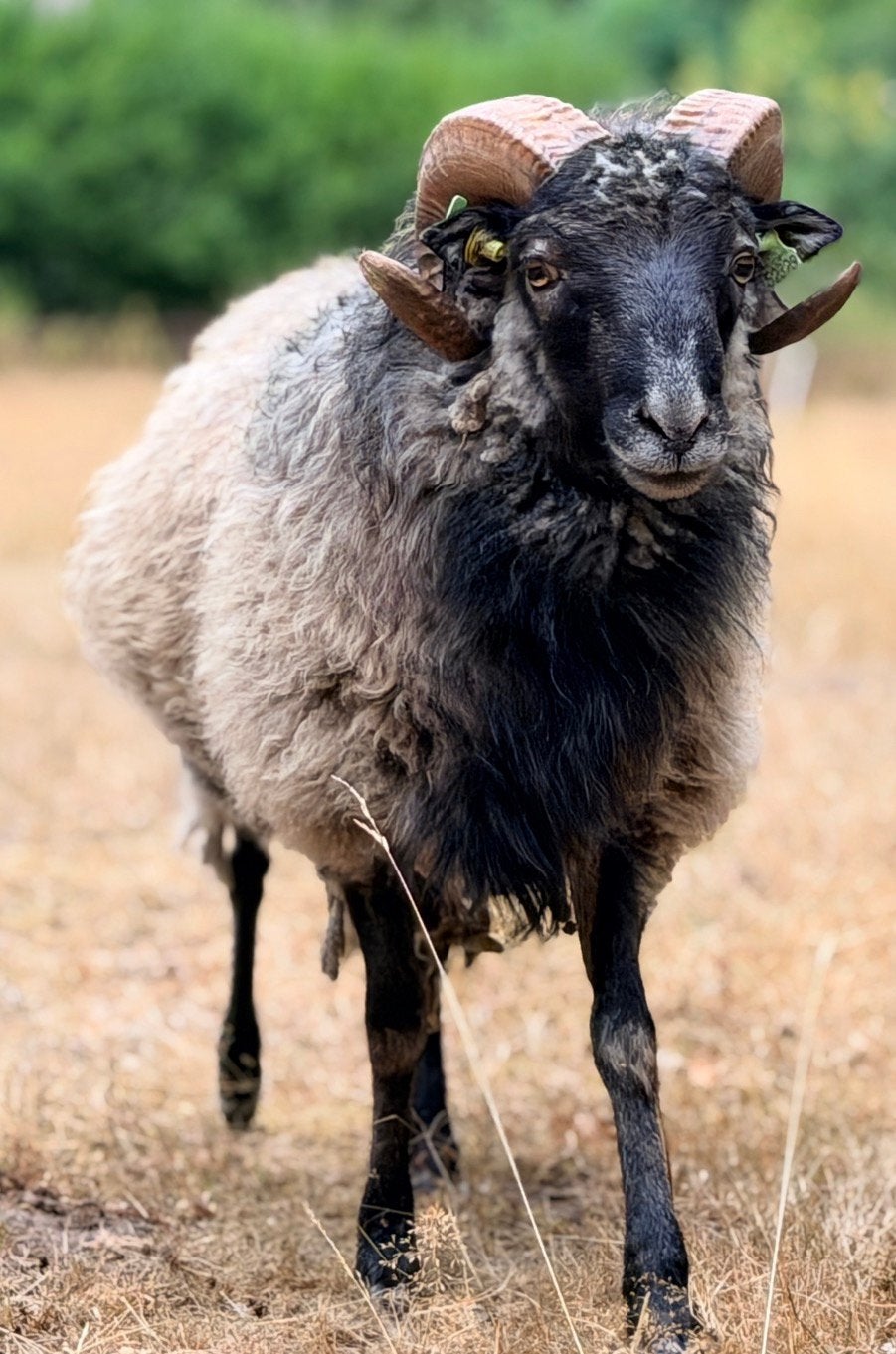 Grijze / blauwe Skudde ram te koop, Dieren en Toebehoren, Mannelijk, Schaap