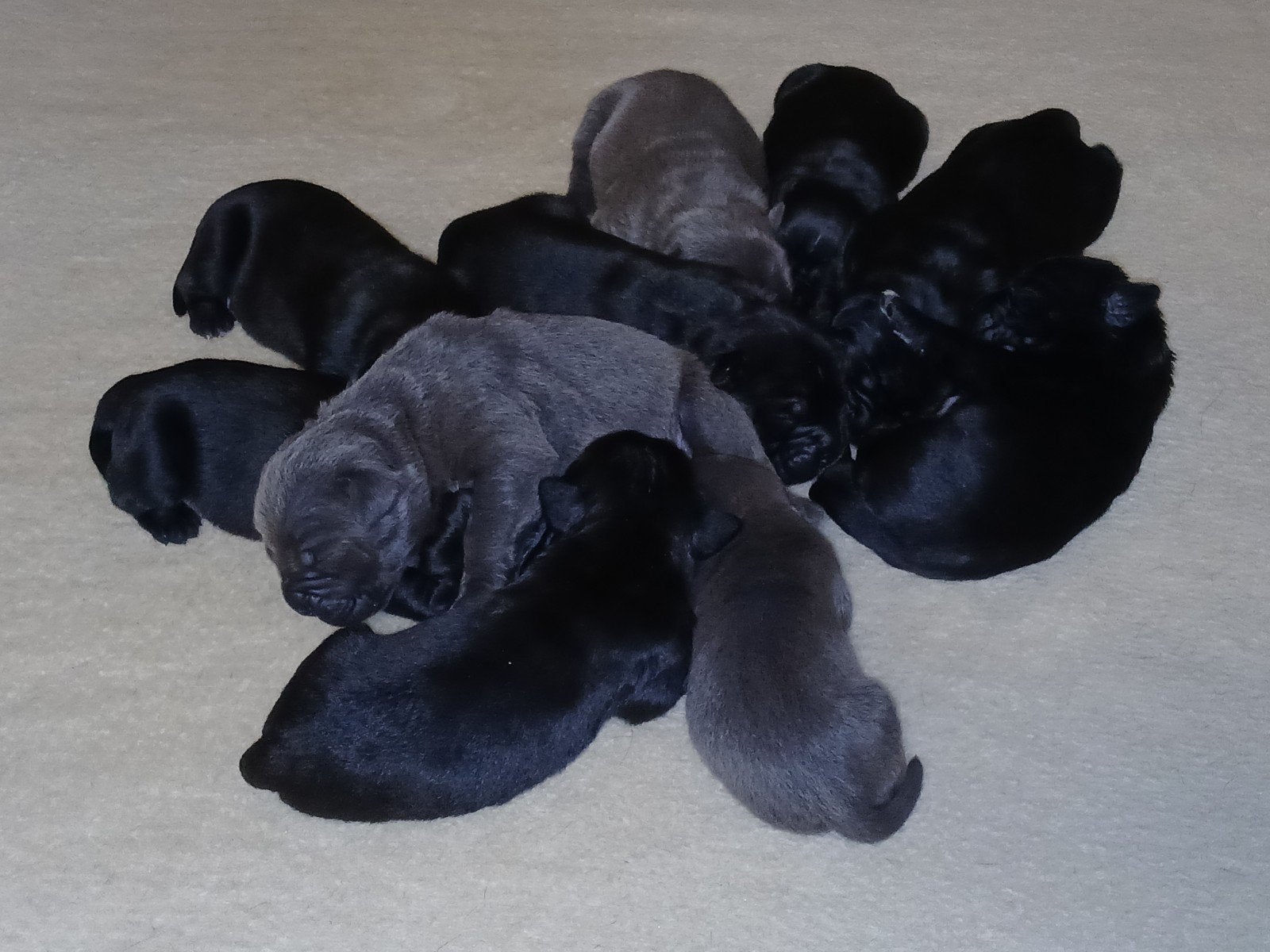 Prachtige zwarte & grijze raszuivere Cane Corso pups, Dieren en Toebehoren, Overige rassen, CDV (hondenziekte), 8 tot 15 weken