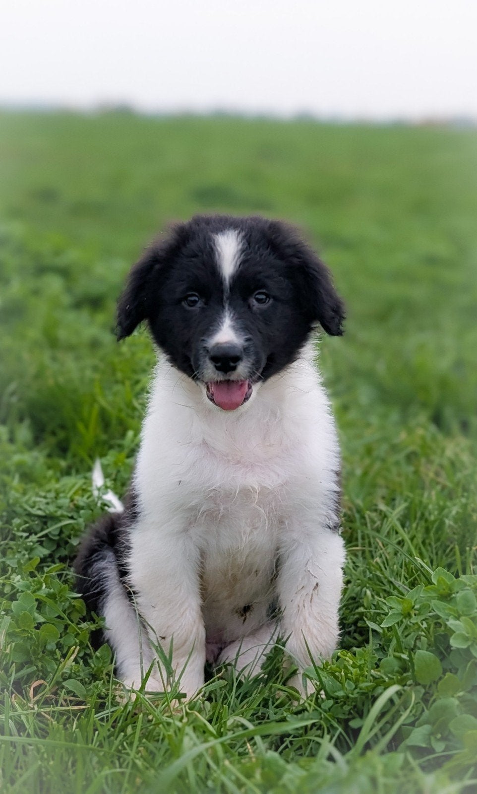 leuke kruising friese stabij x border collie pups te koop, Overige rassen, 8 tot 15 weken, CDV (hondenziekte), Meerdere