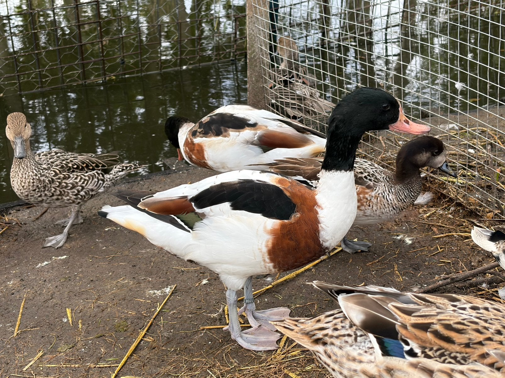 Bergeenden (mannelijk, 2 stuks), Dieren en Toebehoren, Mannelijk, Eend
