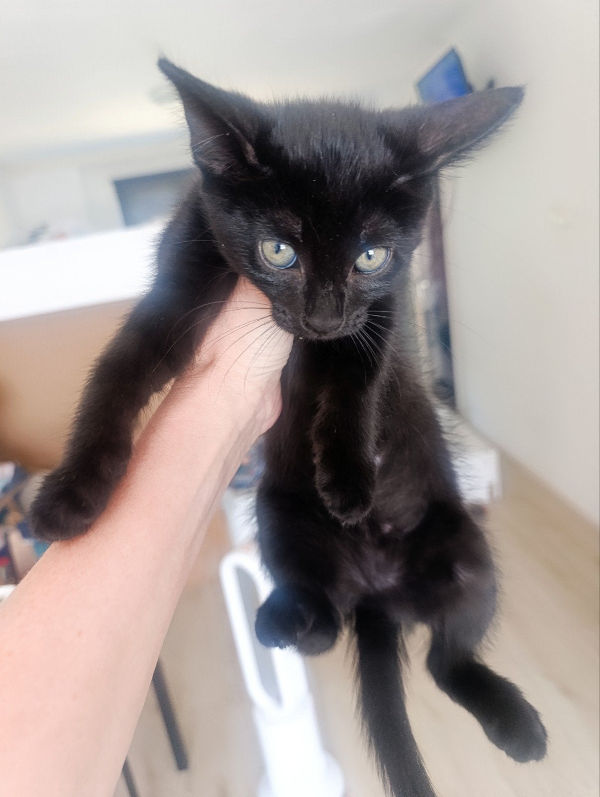 Adoptie, Dieren en Toebehoren, Katten en Kittens | Overige Katten