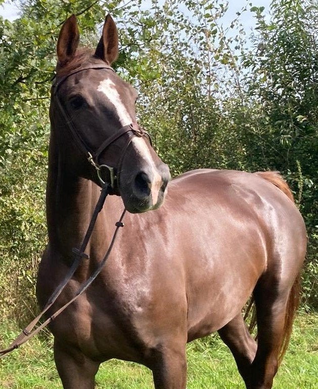 Mooie en lieve 8 jarige merrie te koop, Dieren en Toebehoren, Paarden, Merrie, Met stamboom, Dressuurpaard, L