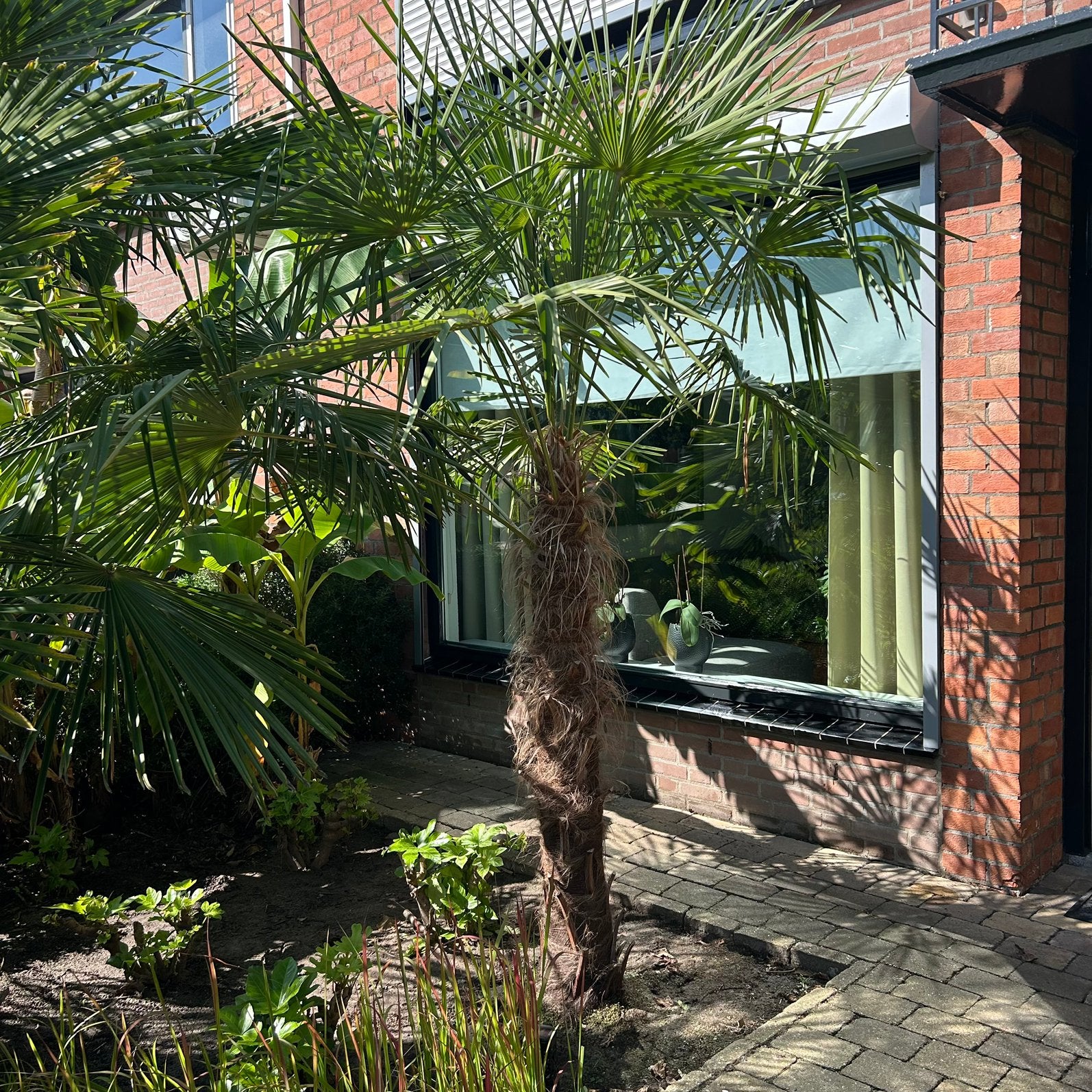 Palmboom : Trachycarpus fortnei , stamhoogte 160 CM, Tuin en Terras, Planten | Bomen, Bloeit niet, 100 tot 250 cm, Palmboom, Ophalen