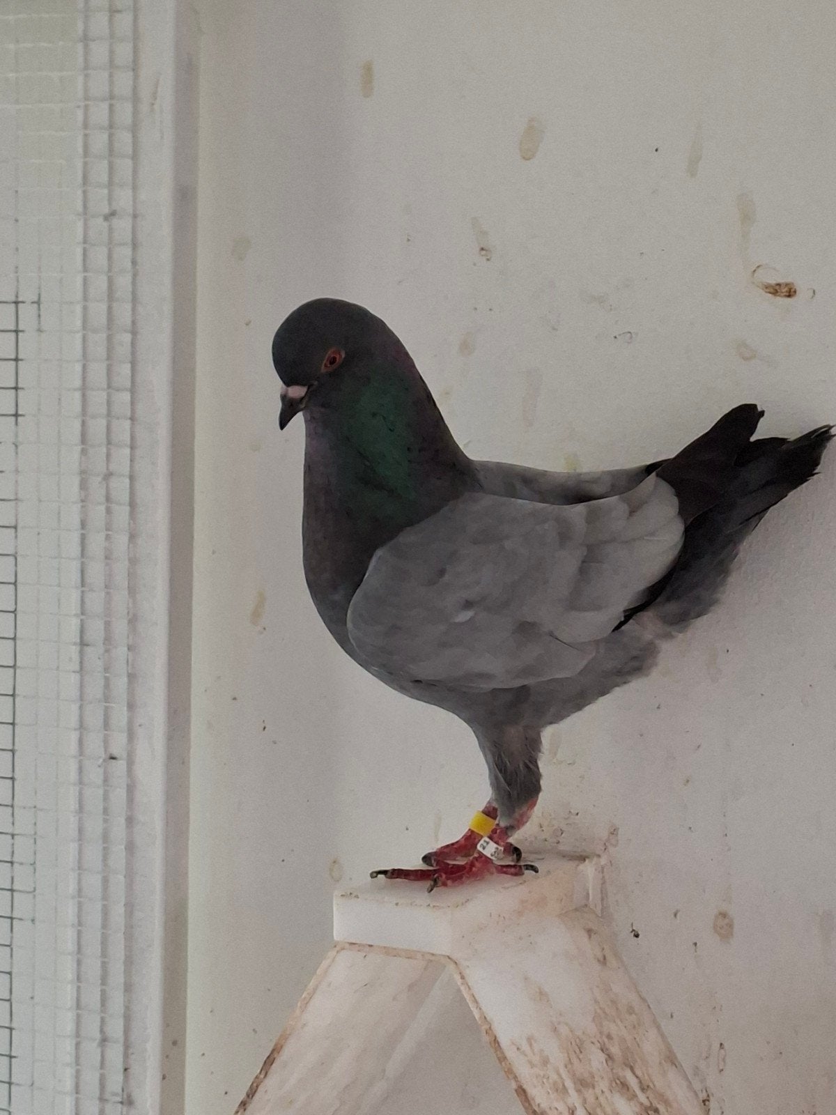 Duitse modena, Dieren en Toebehoren, Vogels | Duiven, Meerdere dieren, Overige soorten