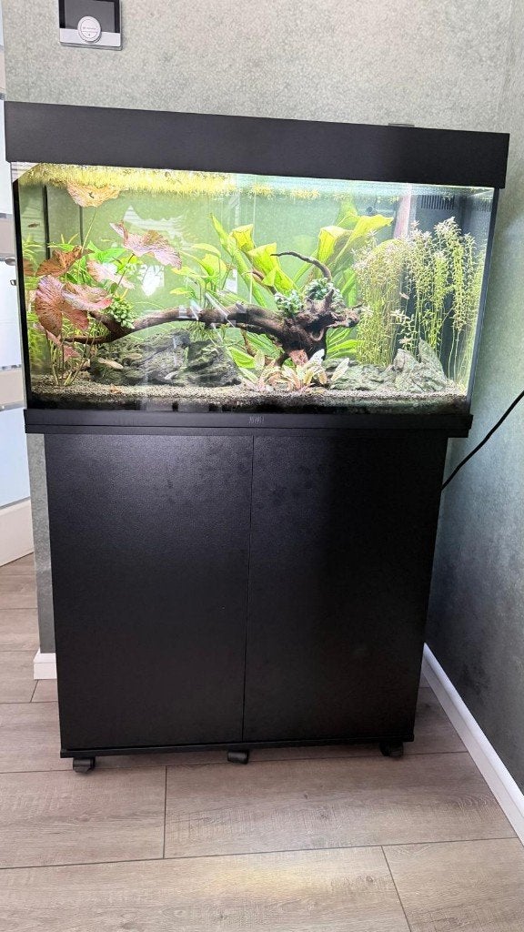 Juwel Rio 125 aquarium met onderkast, inhoud en toebehoren, Dieren en Toebehoren, Ophalen, Gebruikt, Inclusief vissen, Gevuld zoetwateraquarium