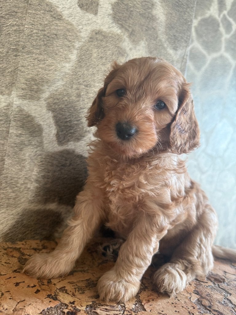 Australian Labradoodle pups | WALA stamboom, Overige rassen, 8 tot 15 weken, Meerdere, Meerdere dieren