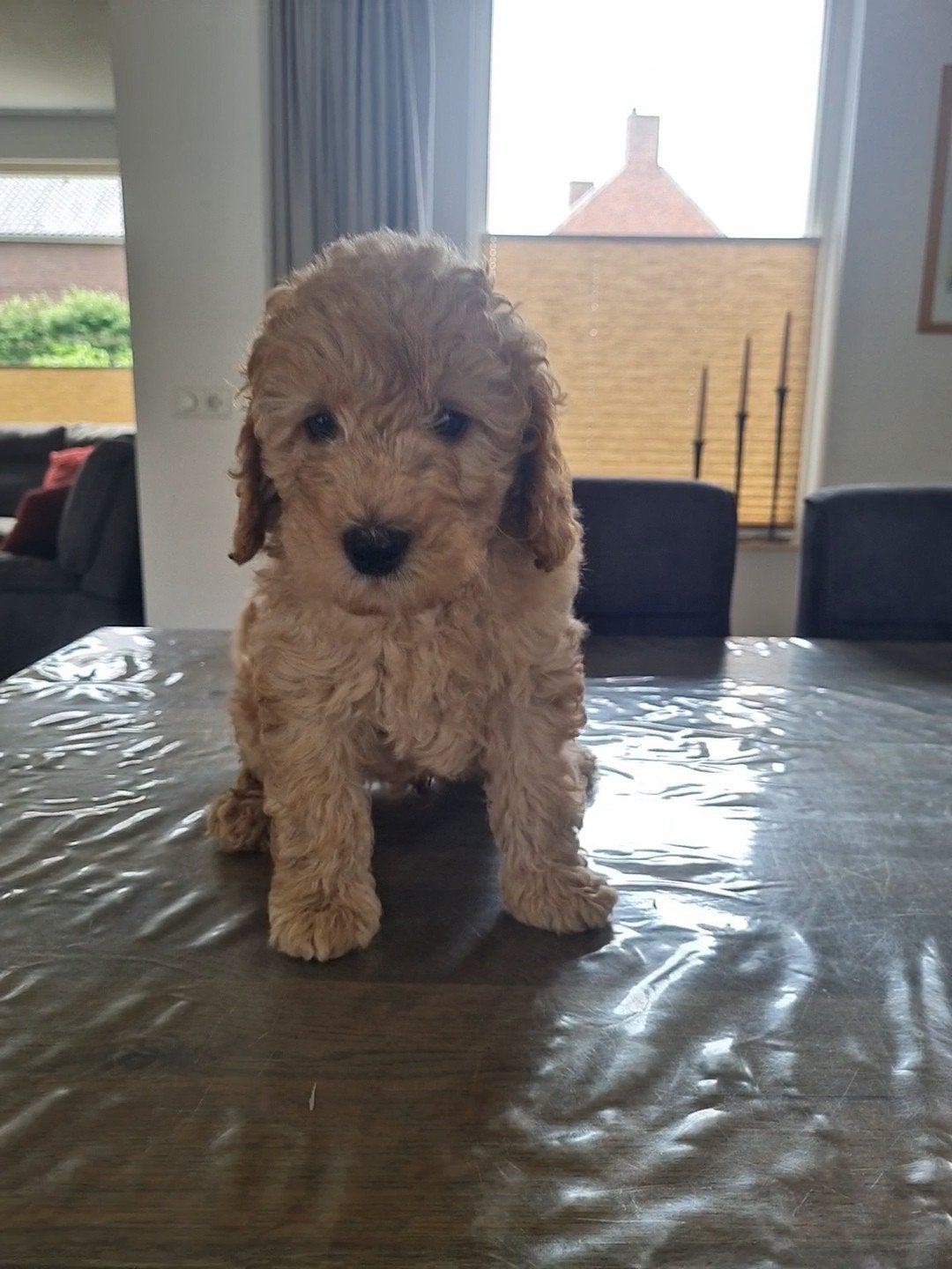 Door annulering is deze sociale dwergpoedel pup beschikbaar., Poedel, Parvo, Reu, 8 tot 15 weken