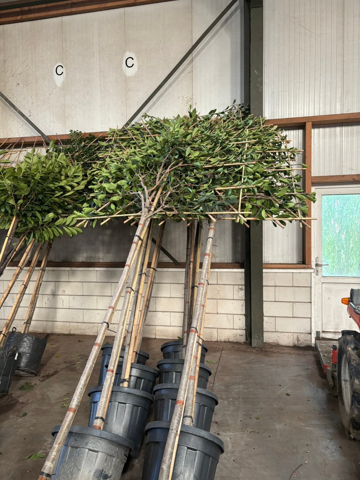 Photinia  fraseri ‘Red Robin’ – Lei glansmispel, In pot, Leiboom, Halfschaduw, Ophalen of Verzenden