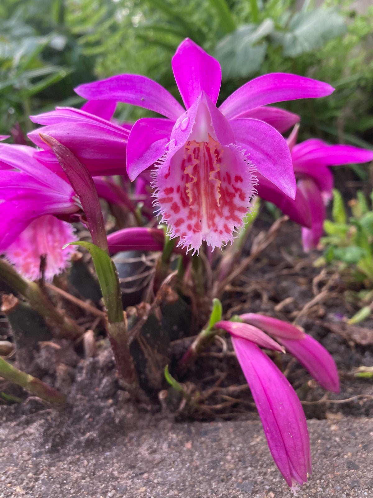 TUINORCHIDEE ruilen voor andere kleur, Ophalen, Volle zon