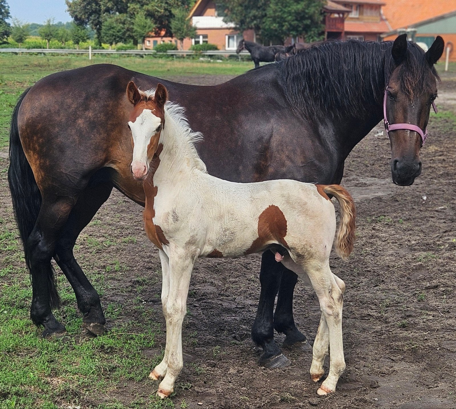 Vosbont hengstveulen, Dieren en Toebehoren, Paarden, Hengst, Dressuurpaard, 0 tot 2 jaar
