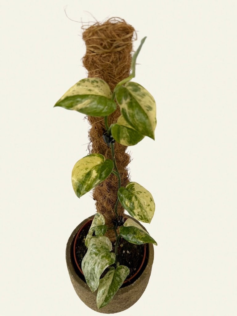Scindapsus Marble Queen, Huis en Inrichting, Kamerplanten, Ophalen of Verzenden, Halfschaduw, Minder dan 100 cm