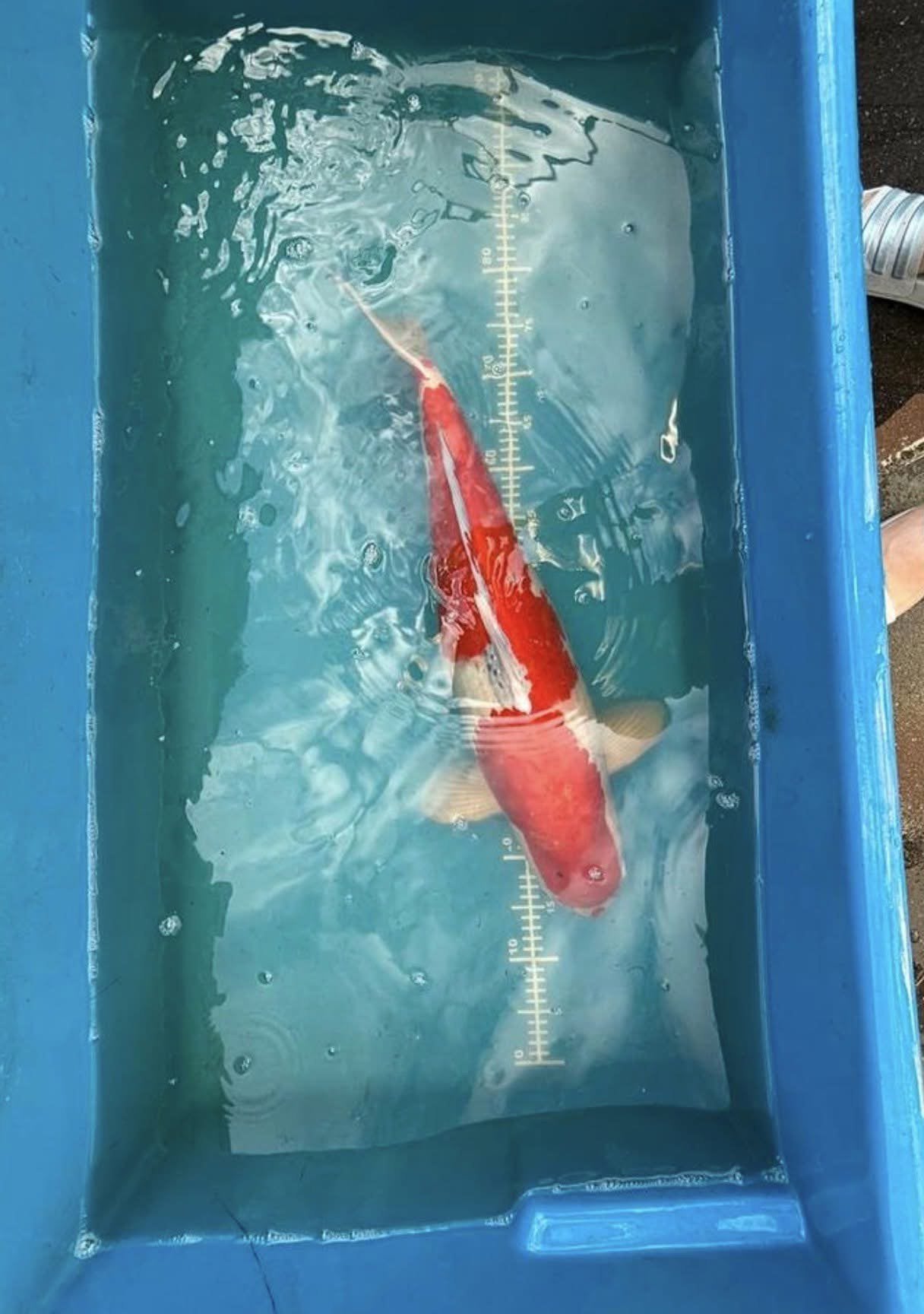 Goshiki - 65 cm, Karper of Koi