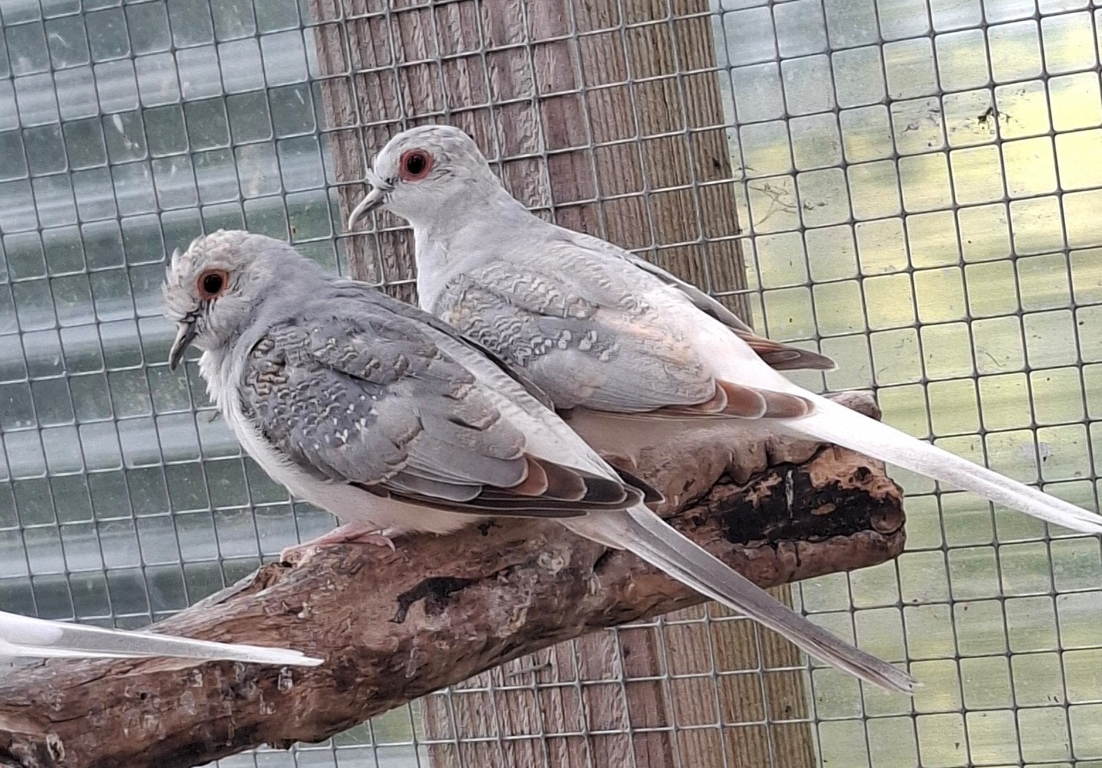 diamant duifjes 3 stuks, Dieren en Toebehoren, Vogels | Overige Vogels, Meerdere dieren