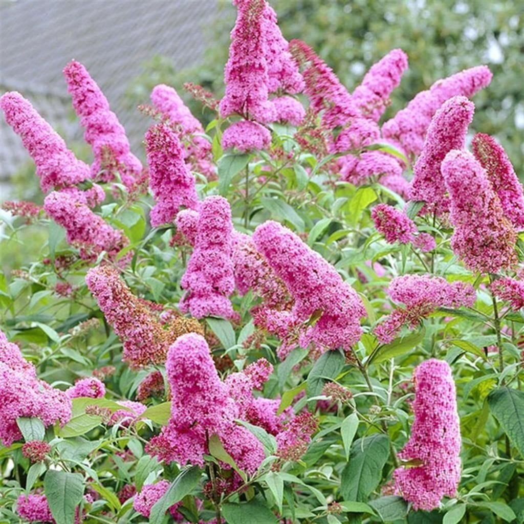 2 vlinderstruiken een witte en een zacht roze, Volle zon, Vaste plant, Zomer, Ophalen