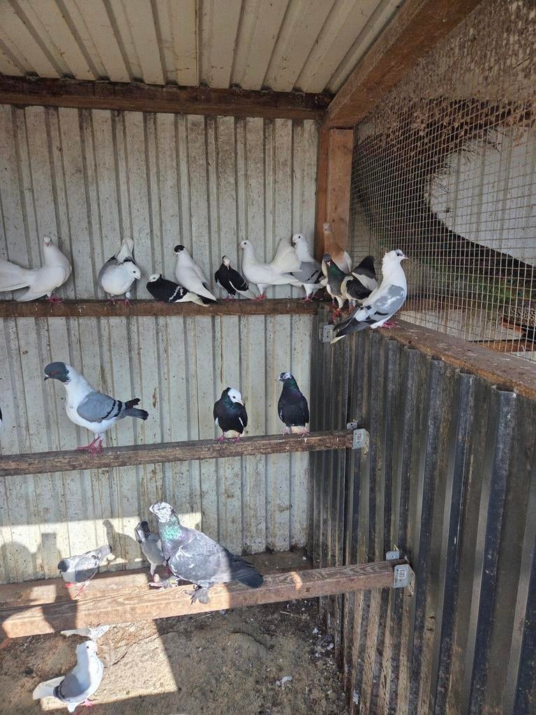 Te koop sierduiven, Meerdere dieren, Overige soorten