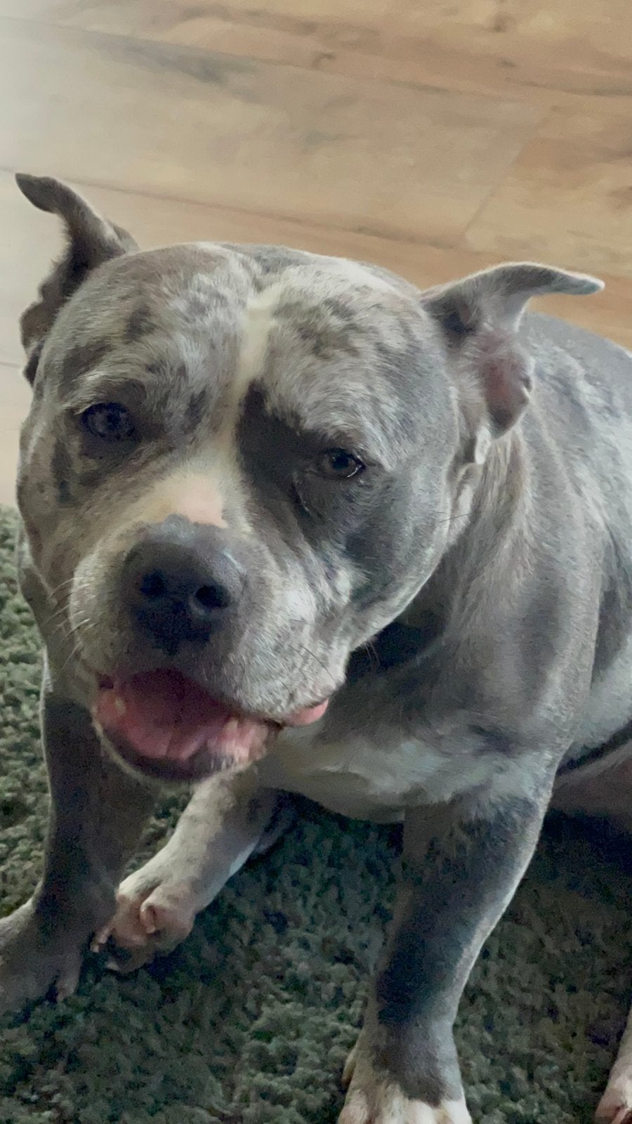 Zeer mooie American pocket bully teefje, Parvo, Teef, Meerdere, 3 tot 5 jaar