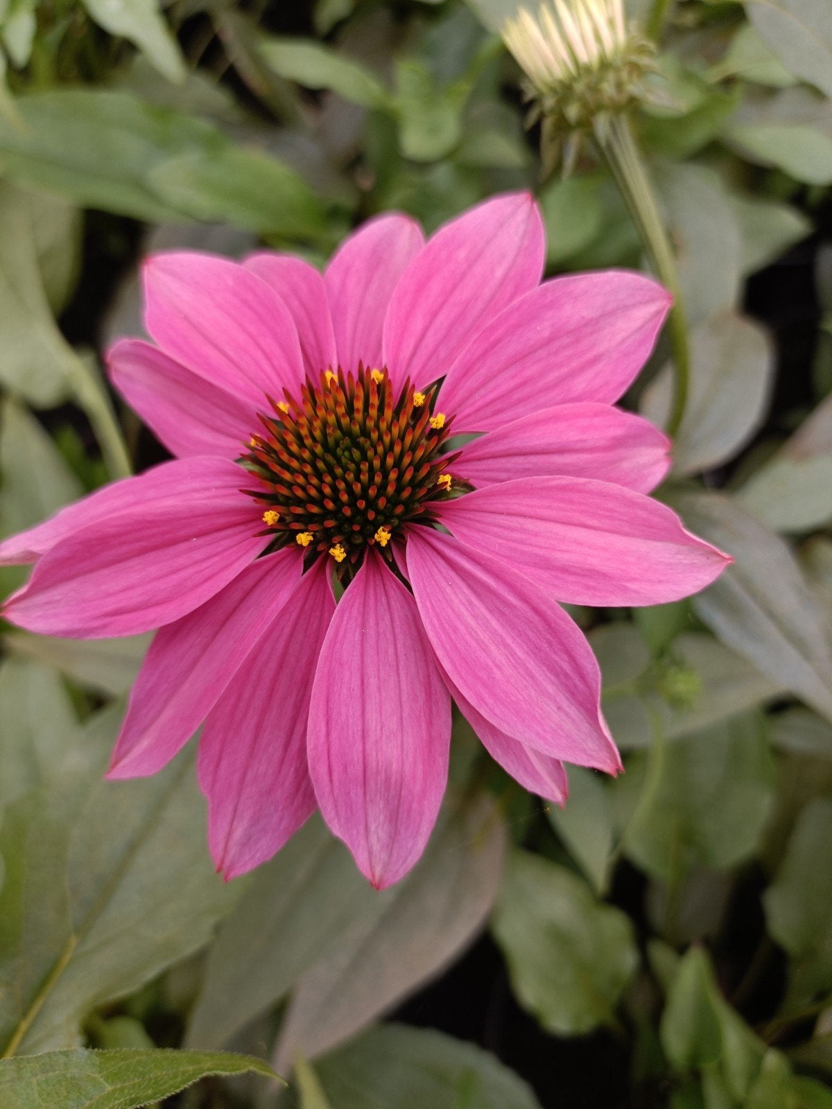 Pollynation Magenta Echinacea in 2 Liter Pot, Overige soorten, Volle zon, Vaste plant, Ophalen of Verzenden