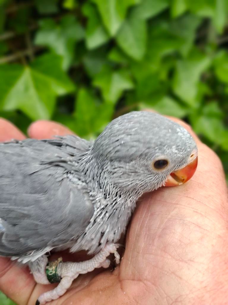 Baby's halsbandparkieten, Dieren en Toebehoren, Geslacht onbekend, Parkiet