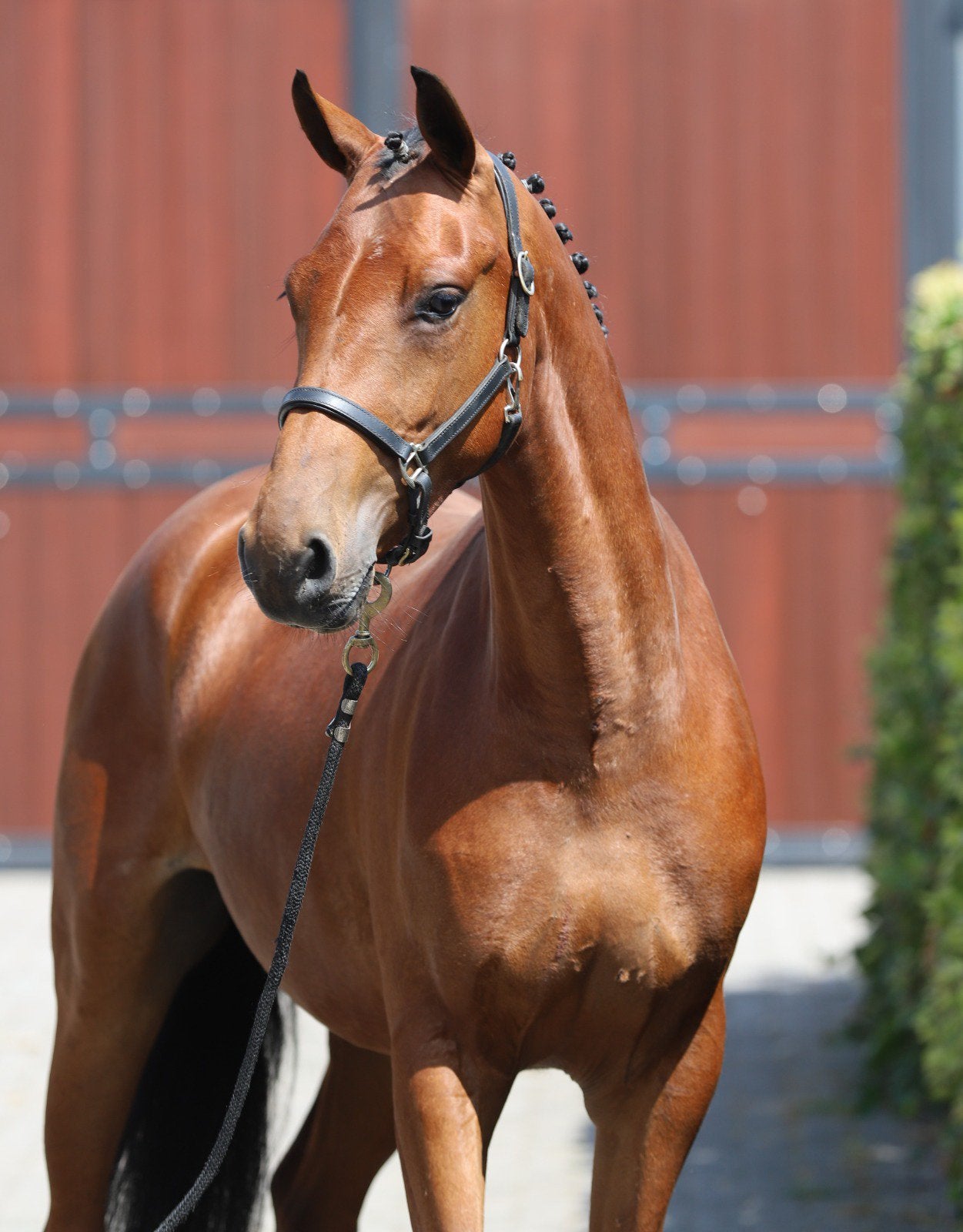 Aansprekende E pony met talent - Connemara x Iers Sportpaard, Met stamboom, Springpony, 3 tot 6 jaar, Onbeleerd