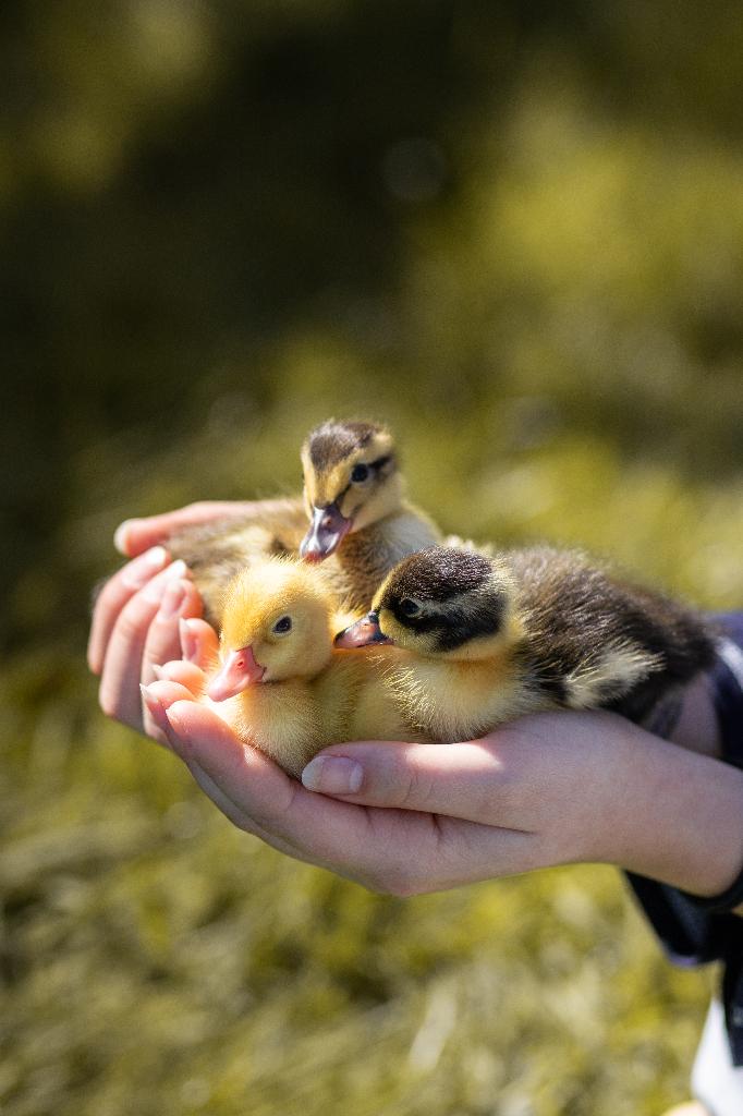 Indische Loopeend | Eendenkuikens | Gesekst, Meerdere dieren, Eend