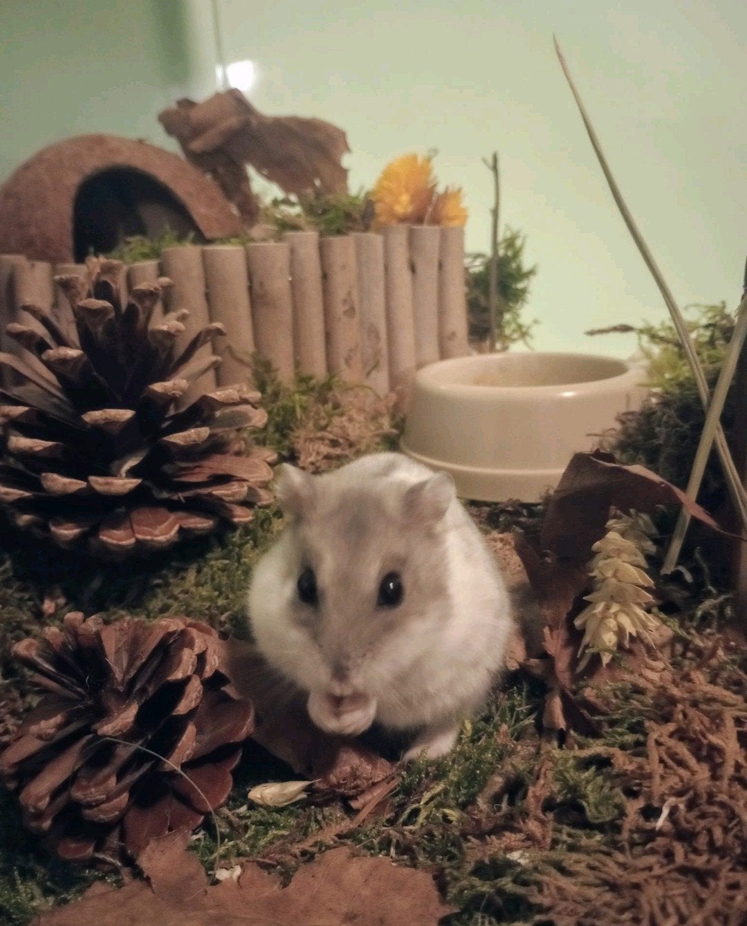 Geen tijd meer voor je hamster? / hamster opvang, April