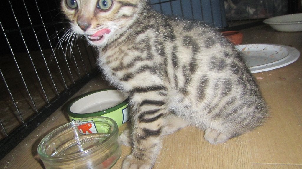 Zat.dag. evt kijken. Kittens Bengaal 3/4 Allemaal katertjes., Kater, Ingeënt, 0 tot 2 jaar