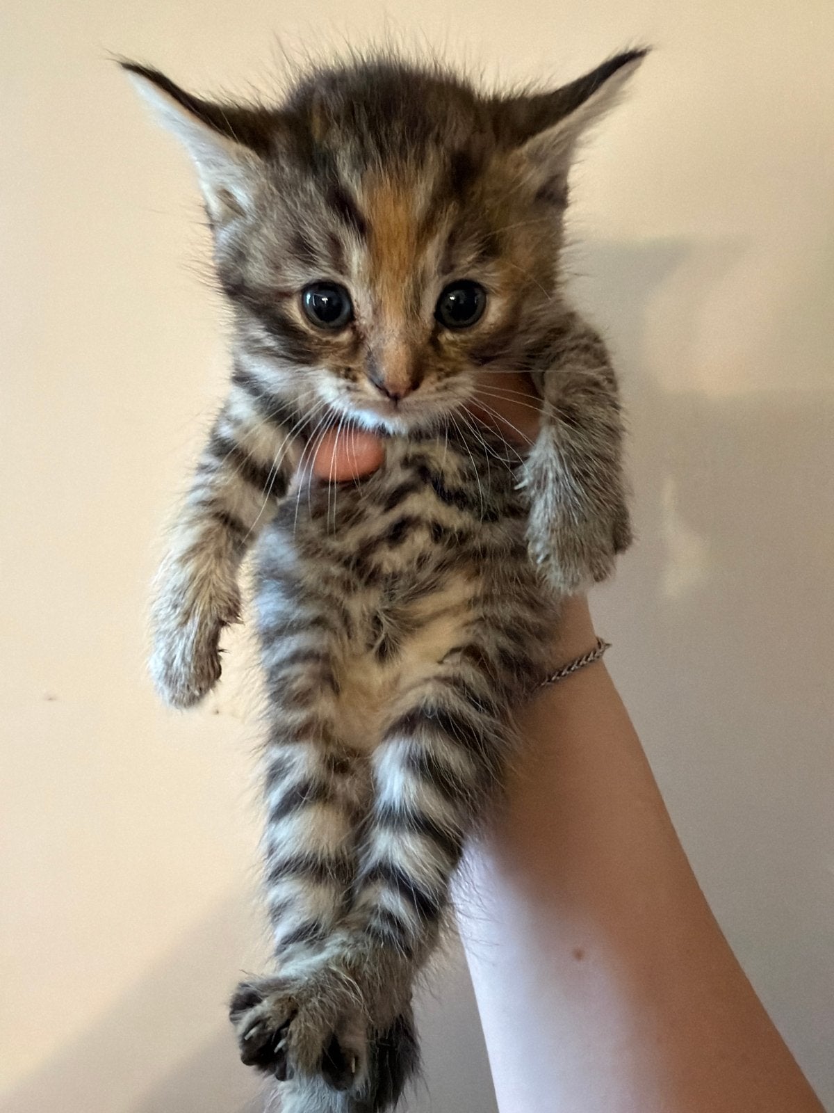 5 halve britse horthaar kittens., Meerdere dieren, 0 tot 2 jaar