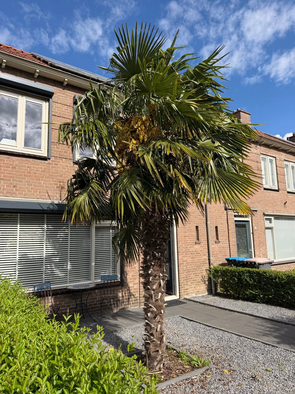 Grote Trachycarpus Fortunei Palmboom - Winterhard!, Overige soorten, Volle zon, Vaste plant, Ophalen of Verzenden