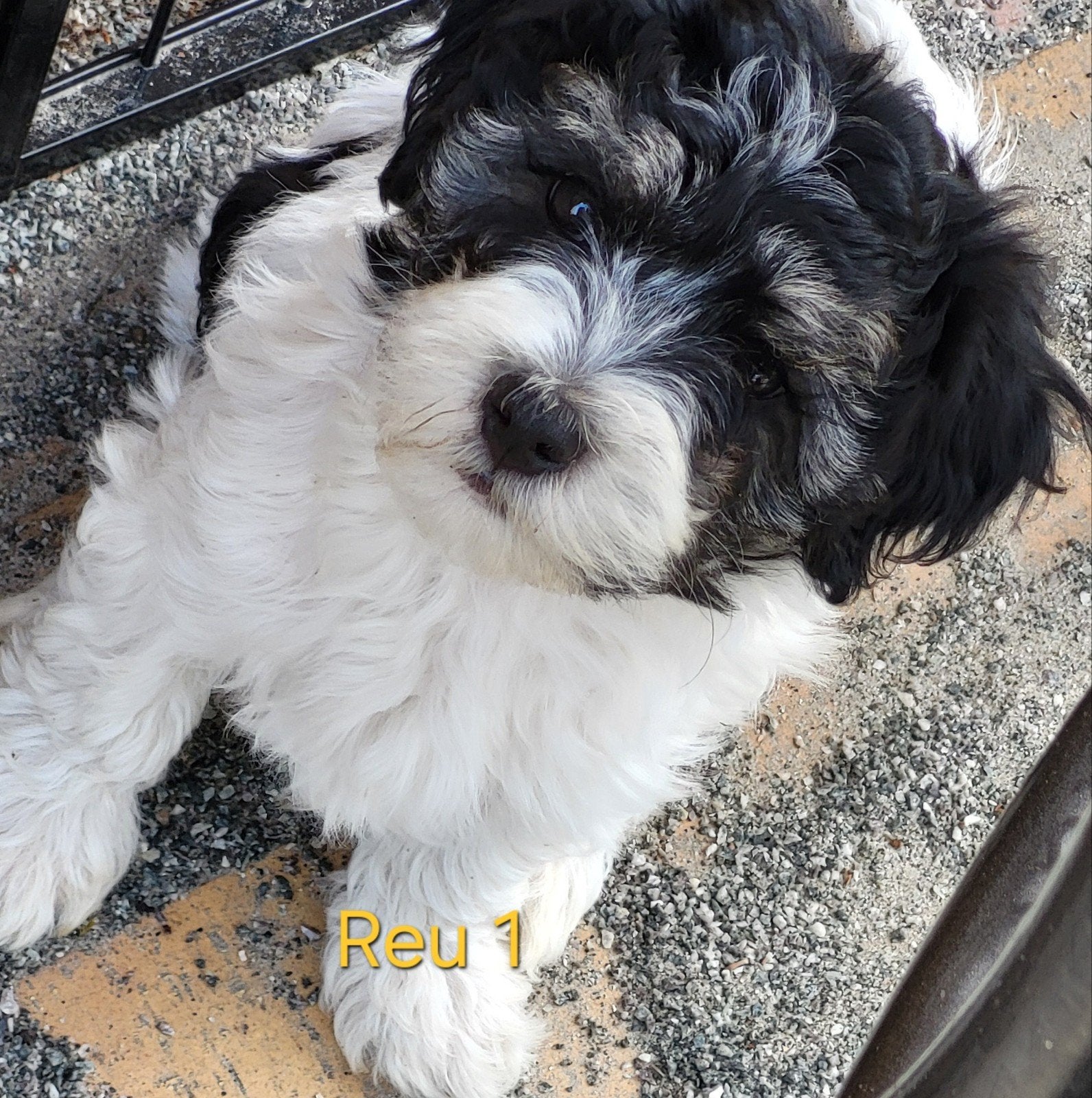 Lieve Maltipoo (boomer)pups, Dieren en Toebehoren, Honden | Chihuahua's en Gezelschapshonden, Parvo, Overige rassen, 8 tot 15 weken