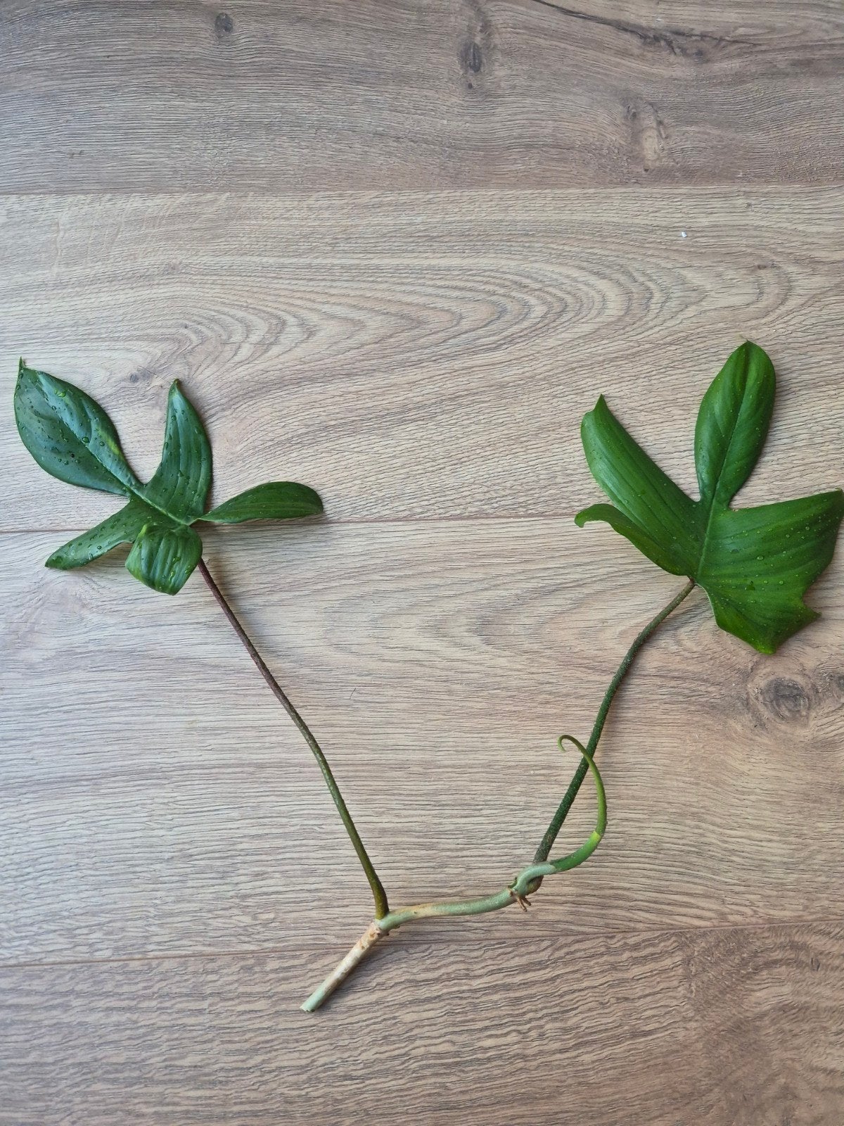 Philodendron Florida Green stek, Overige soorten, In pot, Minder dan 100 cm, Groene kamerplant