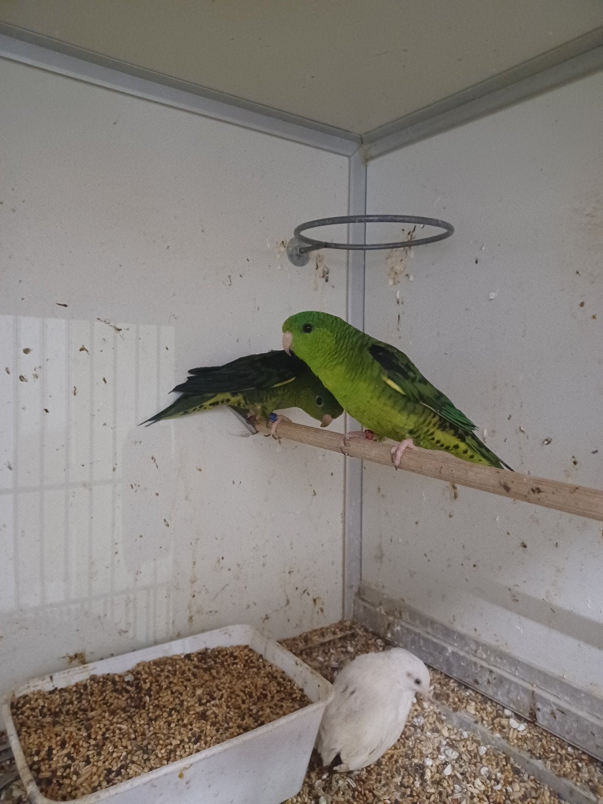 Groene Catharina parkieten, Meerdere dieren, Parkiet, Geringd