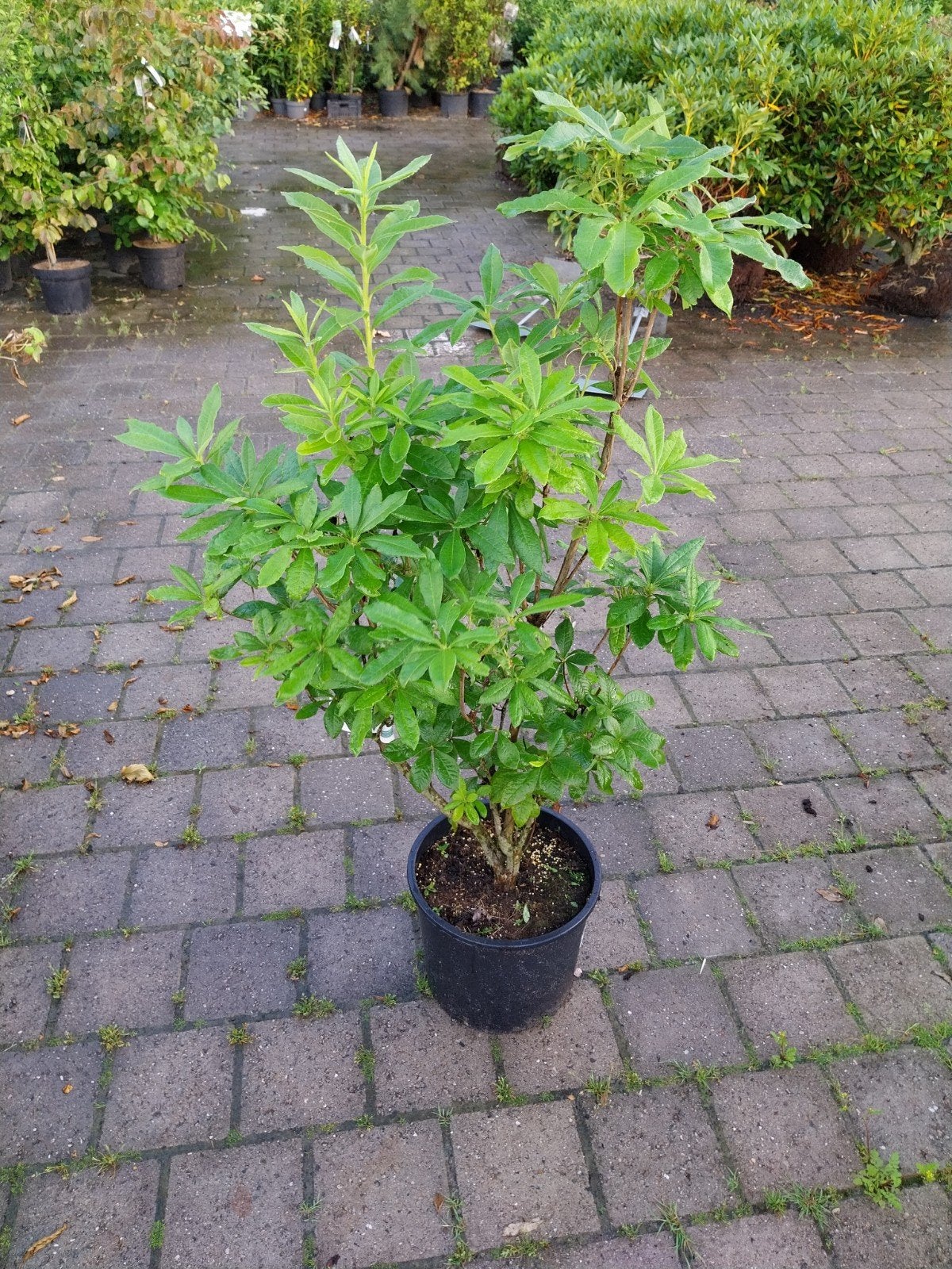 Rhododendron Golden Eagle - Oranje Azalea, Vaste plant, Halfschaduw, Lente, Ophalen