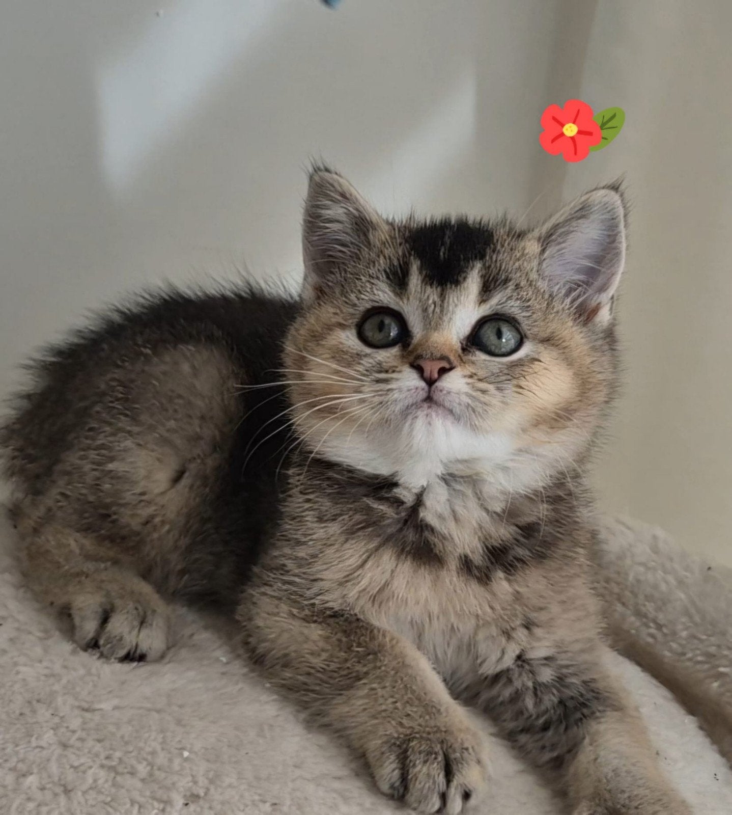 Britse korthaar kittens golden shaded, Meerdere dieren, Ontwormd, 0 tot 2 jaar