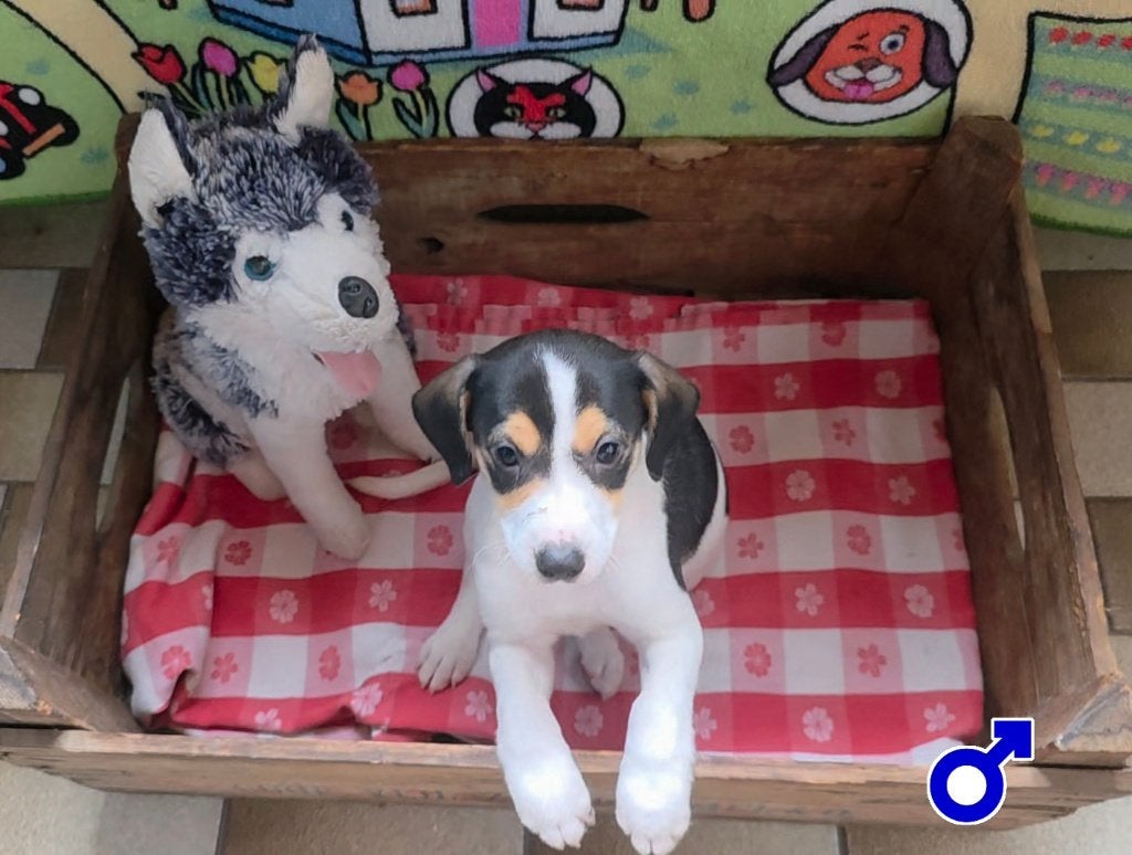 prachtige driekleur boerenfox pup (  reutje), Parvo, 8 tot 15 weken, Meerdere, Meerdere dieren