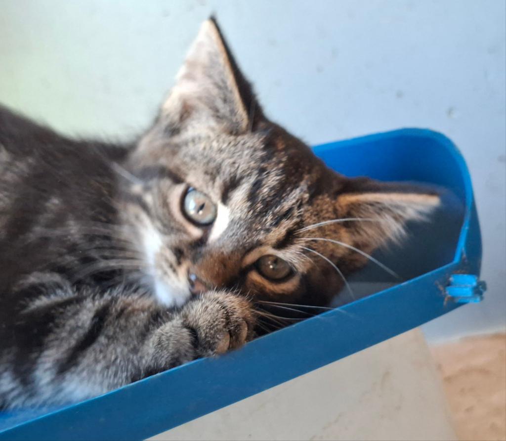 Boerderij 3 kittens tijgertjes, Meerdere dieren