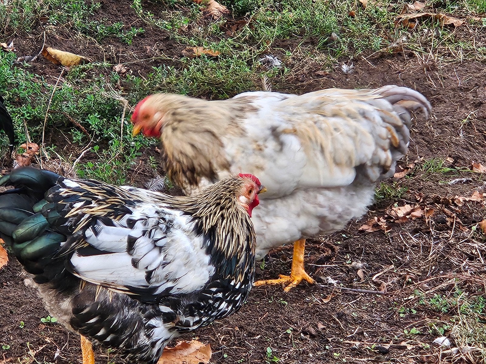 Wyandotte hanen, half jaar en anderhalf jaar oud, Dieren en Toebehoren, Mannelijk, Kip
