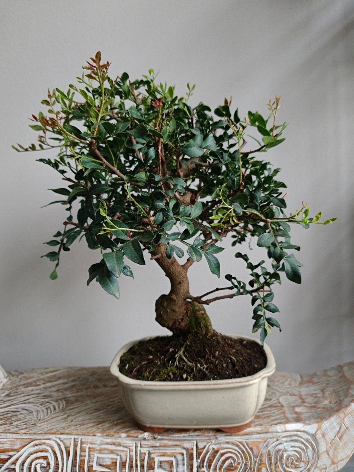 Pistache Lentiscus bonsai 12 jaar, Bloeit niet, Halfschaduw, Minder dan 100 cm, Overige soorten